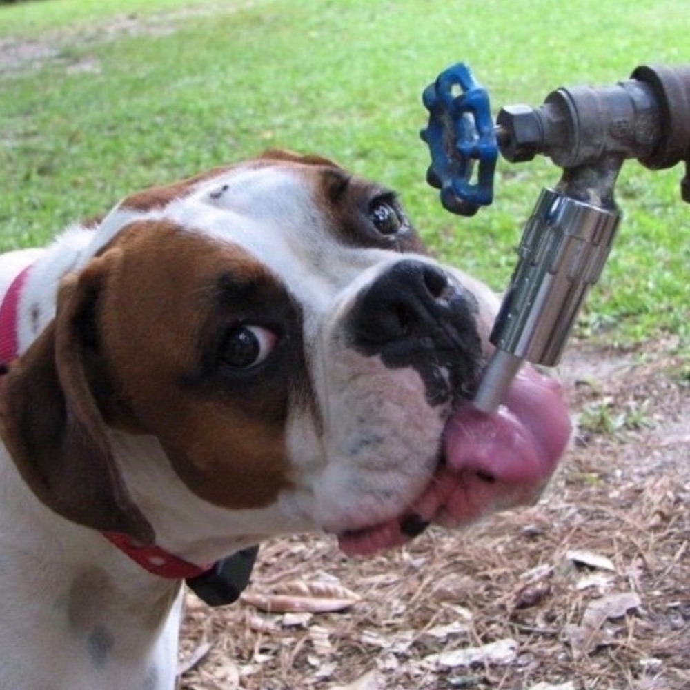 LIXIT Pet Activated Dog Waterwe L-100 Outdoor Faucet Attachment New in Box